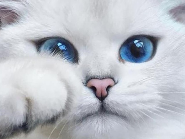 Quiz de personalidade: Qual gato combina com você?