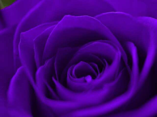 Roxo