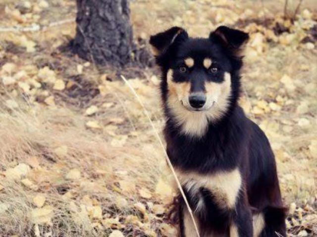 Qual seria seu cachorro?