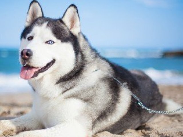 Husky siberiano