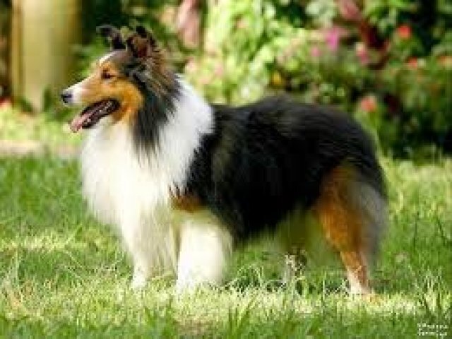 Pastor de shetland