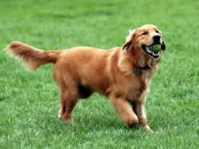 Golden Retriever