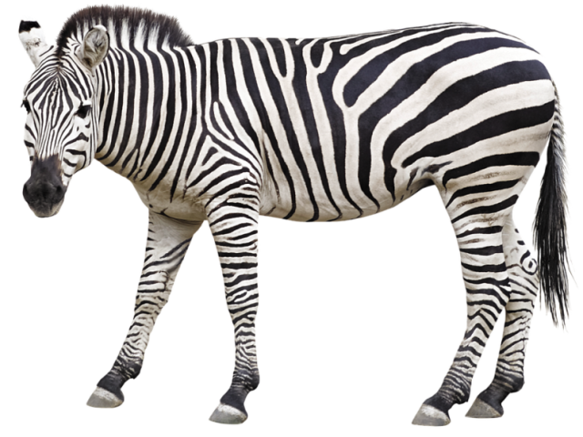 zebra