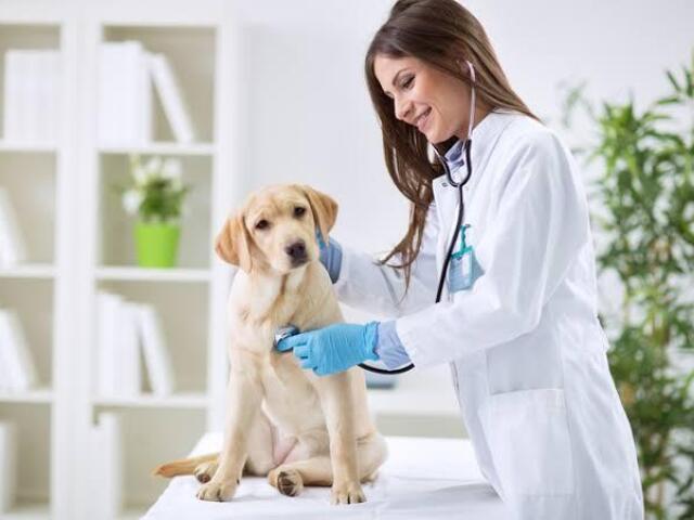 Veterinário(a)