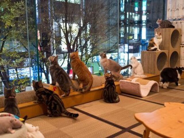 Cat café aconchegante