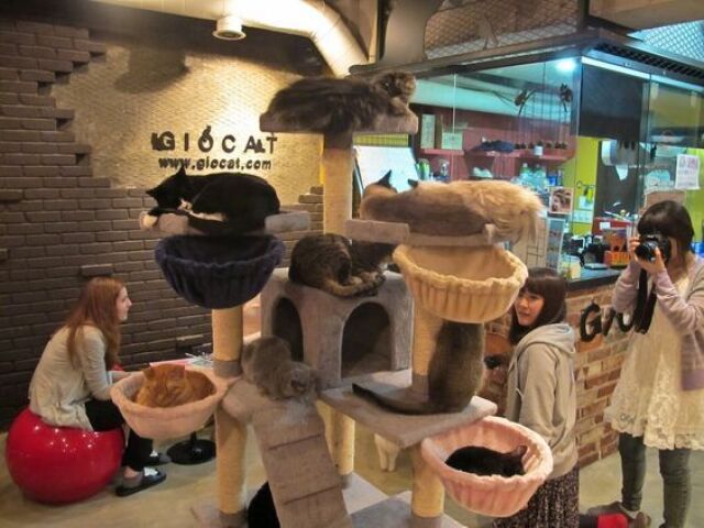 Cat café aesthetic