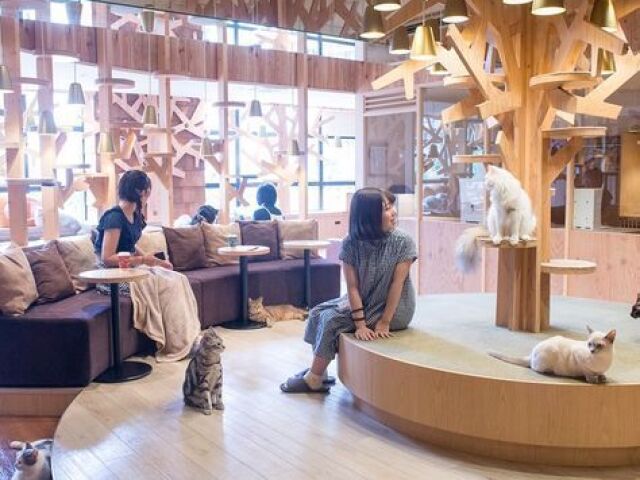 Cat café grande