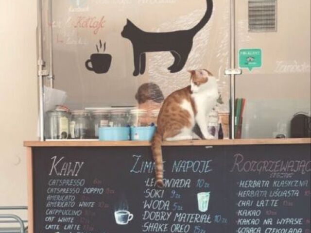 Cat café simples