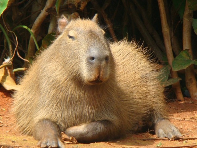 Capivara