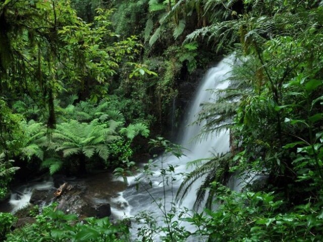 Tropical Úmido