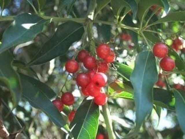 Café de Bugre (Cordia ecalyculata)