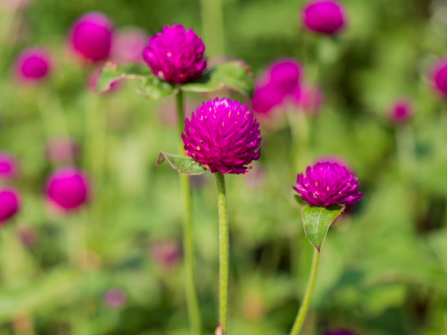 Gomphrena macrocephala