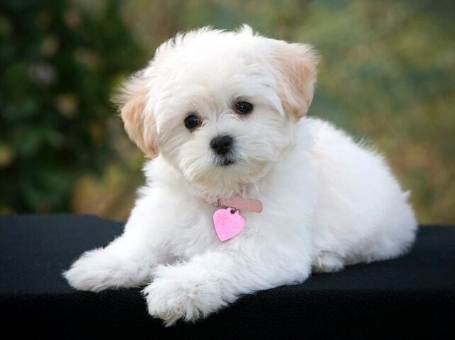 A raça de cachorro perfeita para você