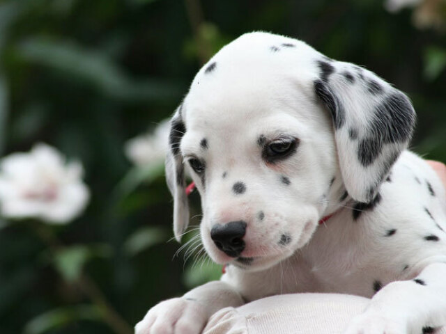 Dalmata