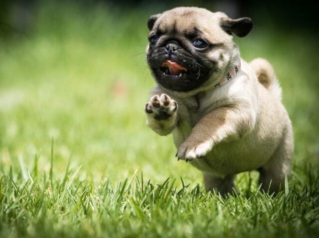 Pug