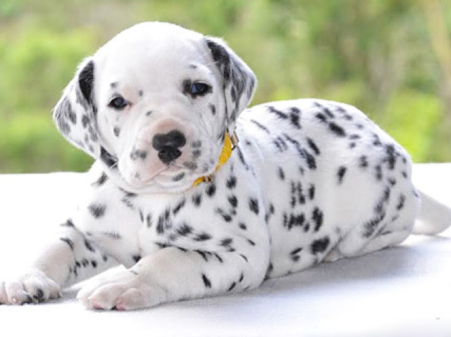 Dalmata