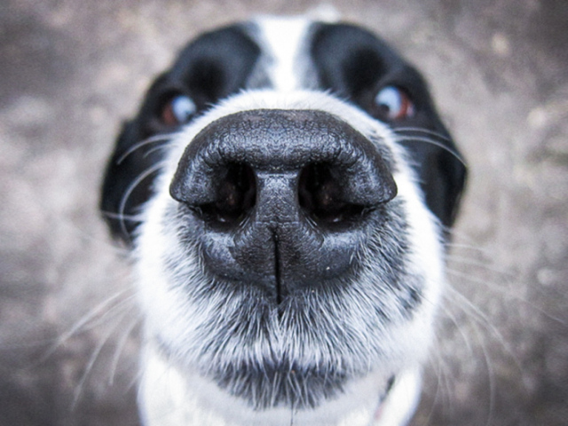Será que você consegue acertar a raça desses cães pela imagem?