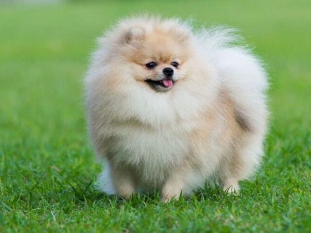 Spitz Alemão