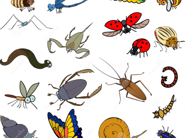 Quiz Dos Animais Invertebrados E Vertebrados Melissa Moura Da Silva Quiz Dos Animais Invertebrados E Vertebrados Melissa Moura Da Silva