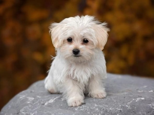 Que raça de cachorro você seria