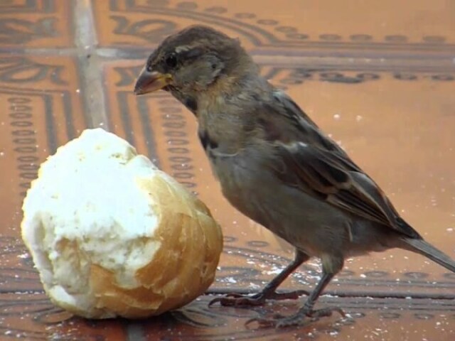 O passarinho come pão