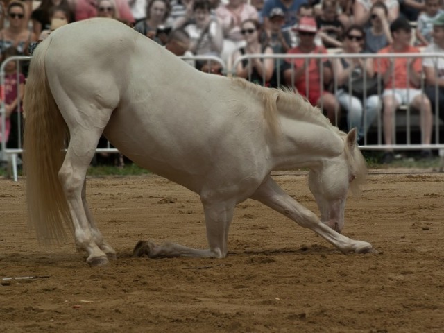 Adestramento (Corrida de cavalo)