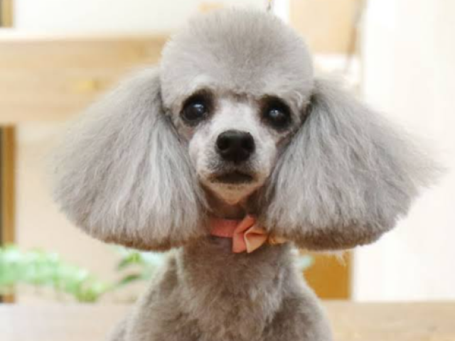 Poodle