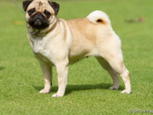 Pug