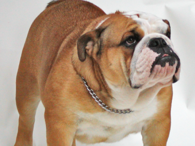 Buldogue