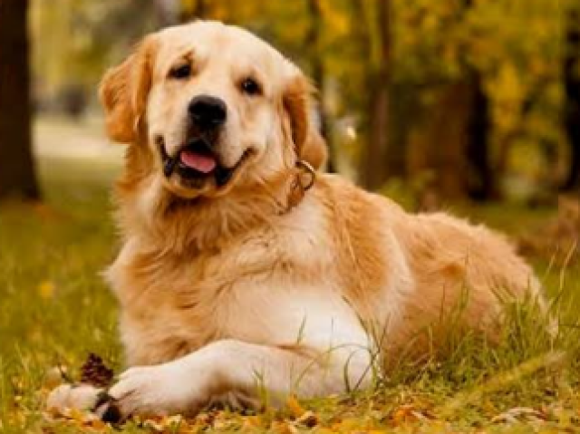 Golden Retriver