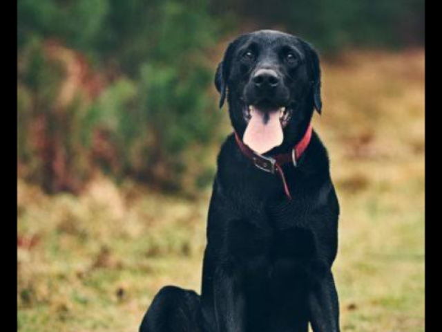 Labrador