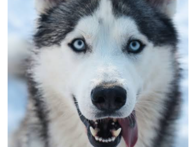 Husky Siberiano