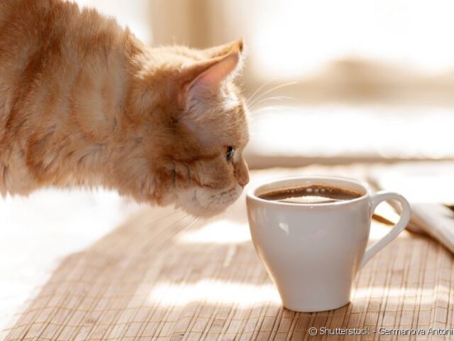 💫 Cat Coffee Delicious!💫