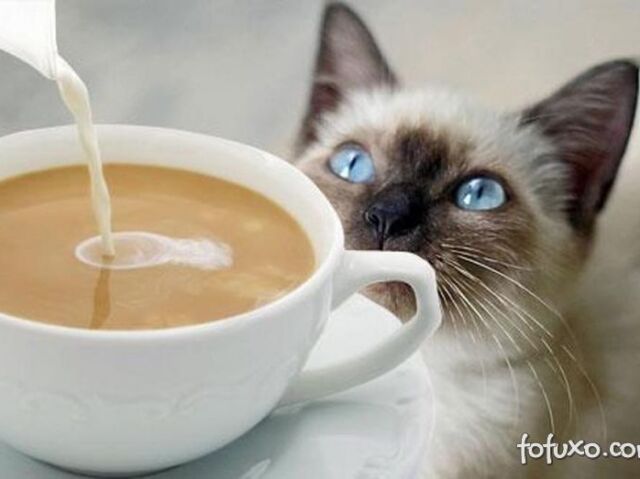 💫 Stylish Cat Coffee!💫