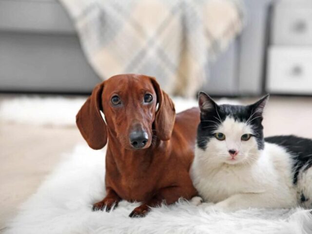 Você é mais gato ou cachorro?