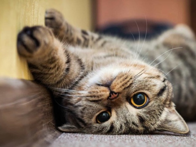 Gato