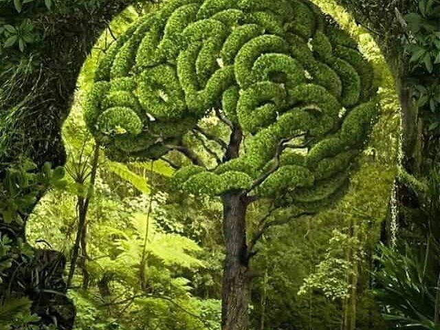 Naturalista