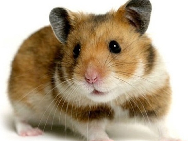 HAMSTER