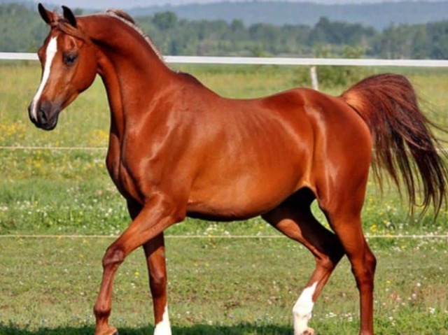 CAVALO