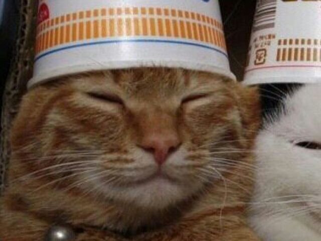 Gato 🐱