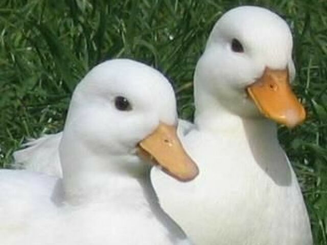 Pato 🦆