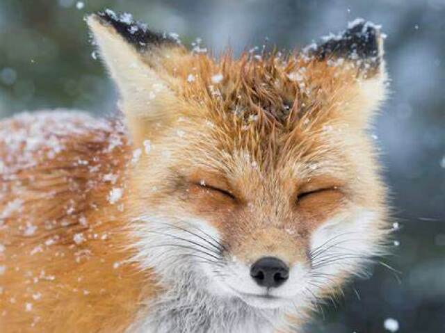 Raposa 🦊