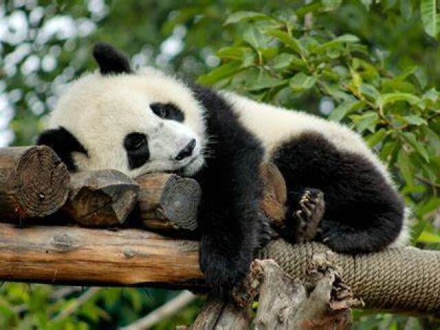 Panda 🐼