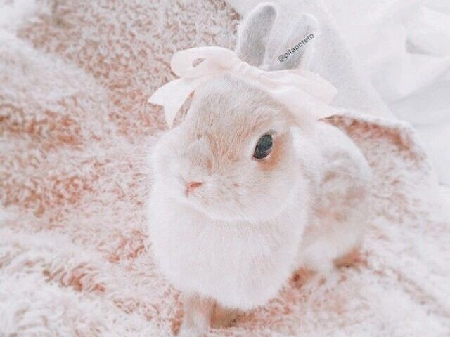 Coelho 🐰