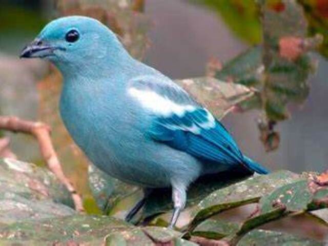 Pássaro 🦜