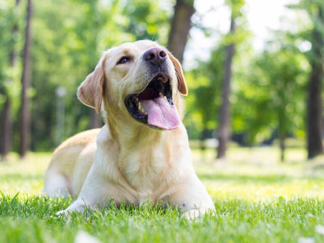 Será que você consegue acertar as raças de cães pela imagem?
