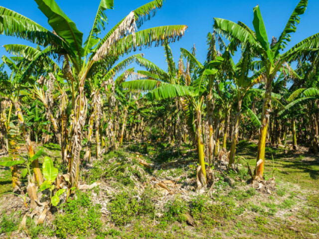 ESSE PARECE SER BEM LEGAL!
(ESSE É UM BANANAL= POMAR DE BANANAS)