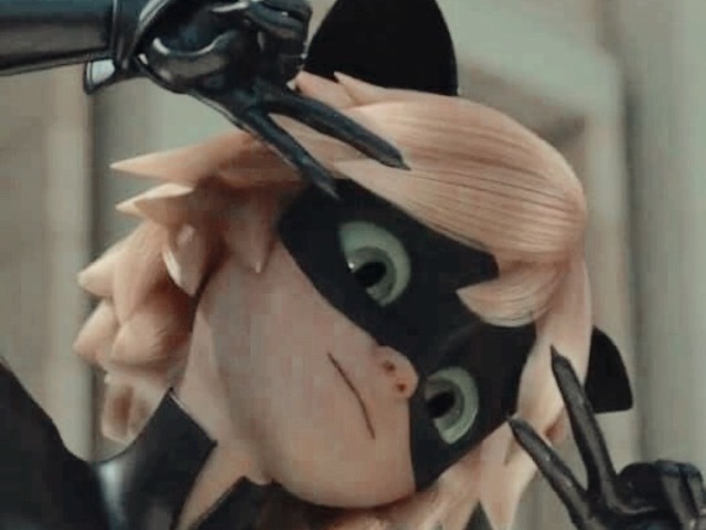 Cat noir