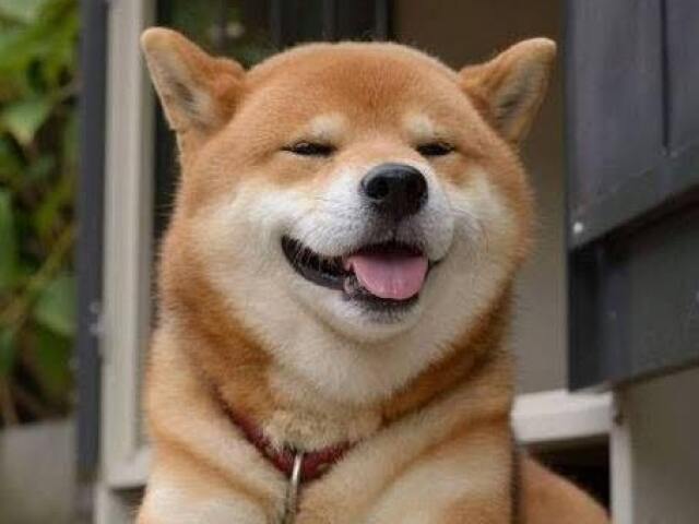 Shiba Inu