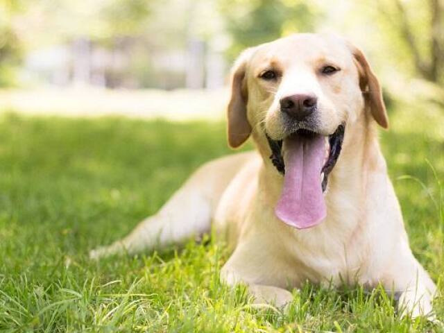 Labrador Retriever